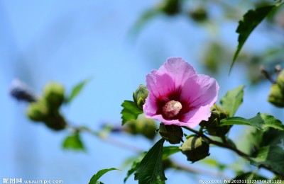 且待木槿花开